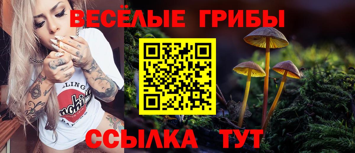 Псилоцибиновые грибы Psilocybe Асино